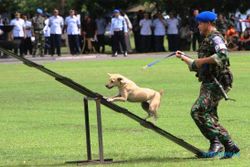 FOTO LANUD ADI SOEMARMO : Wah, Unit Satwa TNI AU Diperkuat Anjing Lokal