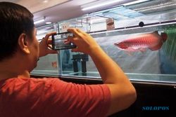 Ini Alasan KKP Belum Libatkan UMKM dalam Ekspo Ikan Hias