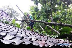 ANGIN KENCANG KLATEN : Rumah Warga Wedi Tertimpa Pohon Roboh