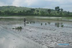 BANJIR KLATEN : Sungai Kuning dan Dengkeng Meluap, Sawah Kebanjiran