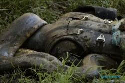 KISAH TRAGIS : Ditelan Anaconda Raksasa, Peneliti Alami Luka Serius