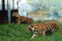 PENGELOLAAN TSTJ : 2 Harimau Sumatra Koleksi Taman Jurug akan Dihibahkan ke Lampung