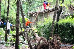 MUSIM HUJAN : Sebuah Rumah Rusak Tertimpa Pohon Jati