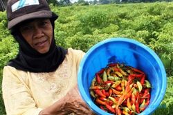 FOTO HARGA CABAI : Petani Kediri Keluhkan Harga Cabai