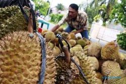 KULINER SOLO : Manis dan Tak Memabukkan, Durian Medan Pilihan Pengolah Kuliner Solo