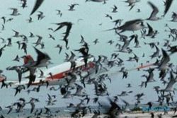 Land Clearing Bandara Kulonprogo Diyakini Ubah Habitat Beberapa Jenis Burung
