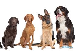 HEWAN PELIHARAAN : Anjing Dikampanyekan Jadi Anggota Keluarga