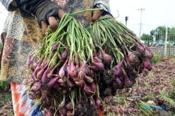 CUACA EKSTREM : Pertumbuhan Tanaman Bawang Merah di Gunungkidul Tidak Maksimal