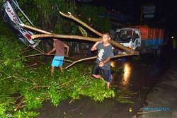 FOTO ANGIN KENCANG MADIUN : Pohon Bertumbangan di Kota Madiun