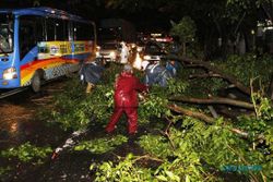 FOTO ANGIN KENCANG SOLO : Pohon Tumbang Kleco Merintangi Jalan