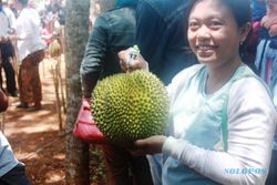 FESTIVAL DURIAN PATUK : Durian Seberat Tiga Kilo Ditebus Rp450.000