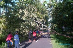 POHON TUMBANG : Ini Kawasan di Kulonprogo yang Rawan Pohon Tumbang