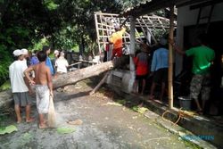 ANGIN KENCANG KLATEN : Pohon Tumbang 3 Rumah Rusak, Begini Kisah Korban Selamat