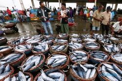    HASIL LAUT : Masuki Musim Panen, Pelelangan Ikan di Cilacap Meningkat