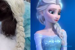 KISAH UNIK : Ada Kambing Mirip Elsa Frozen