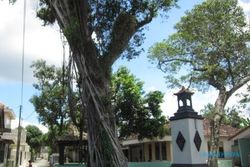 Ancam Permukiman, Pohon Sakral Klaten Berusia Ratusan Tahun Ditebang