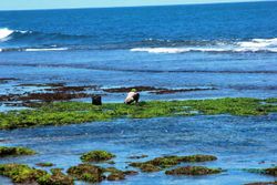 MUSIM KEMARAU : Panas Matahari Membuat Rumput Laut Lebih Subur