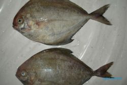 KISAH UNIK : Nelayan Tangkap Ikan Bawal 300 Kg