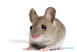 KISAH TRAGIS : Ibu Paksa Anak Makan Tikus