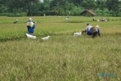 PERTANIAN KLATEN : Terancam Wereng, 100 Hektare Tanaman Padi Dipanen Dini 