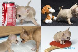 KISAH UNIK : Anjing Imut Ini Cuma Seukuran Kaleng Minuman