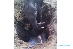 KISAH UNIK: 11 Jam, Gajah Selamatkan Anaknya dari Lumpur