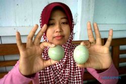 KISAH UNIK : Telur Bebek Bulat Sempurna Hebohkan Pengasih
