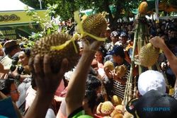 FOTO FESTIVAL BUAH LOKAL : Durian Merah Andalan Banyuwangi