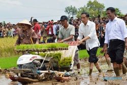 HASIL PERTANIAN : Jokowi Panen Padi Varietas IPB