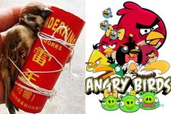 KISAH TRAGIS : Bocah-Bocah Ini Mainkan Angry Birds Versi Nyata
