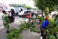FOTO BENCANA SOLO : Dahan Pohon Patah Terempas di Jalan