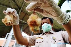 Flu Burung Infeksi Manusia di AS, Kematian Tertinggi Masih di Indonesia