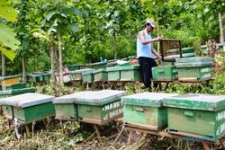 BUDIDAYA LEBAH MADU : Tanaman Semakin Berkurang, Lebah Madu Butuh Pakan Alternatif