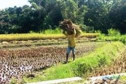 FOTO PERTANIAN GUNUNGKIDUL : Bertani dan Beternak