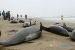 KISAH UNIK : Duh, Ratusan Lumba-lumba Terdampar di Jepang
