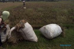 PERTANIAN KLATEN : Diserang Wereng, 126 Hektare Lahan Padi di Trasan Gagal Panen
