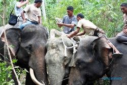 FOTO GAJAH LIAR : Hore, Gajah Ini Bebas dari Jebakan Babi