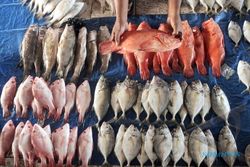 PERIKANAN JATENG : HNSI Jateng Ajak Nelayan Budi Dayakan Ikan