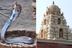 KISAH UNIK: Wah, Seorang Pria India Nikahi Ular Kobra