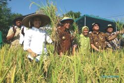 SWASEMBADA BERAS : Pupuk Indonesia Didesak Bikin Perusahaan untuk Serap Gabah Petani