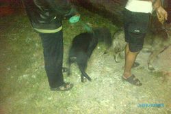 ISU BABI NGEPET SOLO : Lacak Babi Ngepet di Jagalan, Warga Kerahkan Anjing