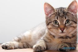 HEWAN PELIHARAAN : Kucing Anda BAB Sembarangan? Begini Tips Mengatasinya