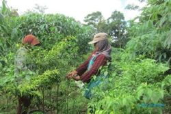 PERTANIAN BOYOLALI : Petani Alami Penurunan Hasil Produksi Cabai