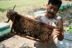 FOTO KAMPUNG MADU : Kampung Madu Kediri Migrasikan Lebah