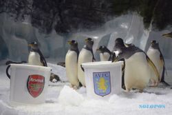 FINAL PIALA FA 2015 : Penguin Ginny Pilih Aston Villa Juara