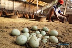 FOTO TELUR BEBEK : Melimpah, Harga Telur Bebek Turun