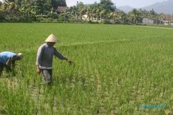 PERTANIAN WONOGIRI : Keong Mas Serang 25 Hektare Tanaman Padi 