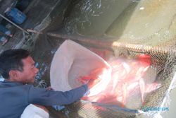 BANJIR BANTUL : Ratusan Kolam Ikan di Bantul Terancam Banjir