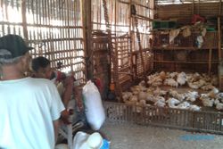 RAMADAN DAN LEBARAN 2015 : Permintaan Naik, Pedagang Lebih Selektif Pilih Ayam dari Peternak