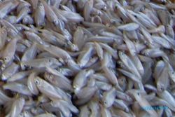Harga Ikan Laut di Bojonegoro Masih Tinggi Meski Pasokan Lancar